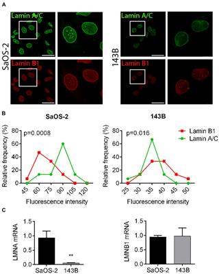 Lamin A/C Mechanosensor Drives Tumor Cell Aggressiveness and Adhesion on Substrates With Tissue-Specific Elasticity